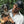 Load image into Gallery viewer, Elite HHHL Black Cap