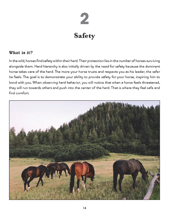 How to Make Your Horse Happy