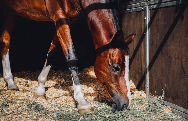 Horse Stall $30/night (Clinic riders ONLY) - Happy Horse Clinic - Carmel, CA - May 31 - June 2, 2024