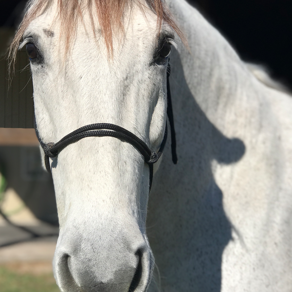 Happy Halter